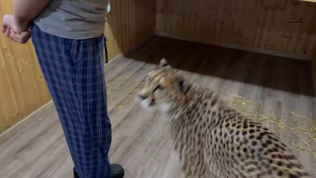 Сюрприз в валенке для гепарда! смотреть онлайн