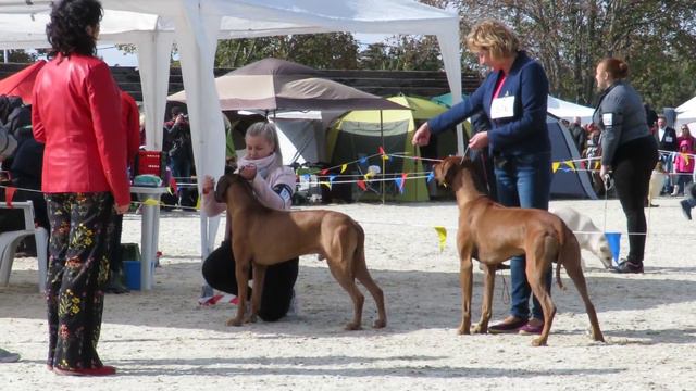 Special show Rhodesian Ridgeback, Lipica, Slovenia 3 смотреть онлайн