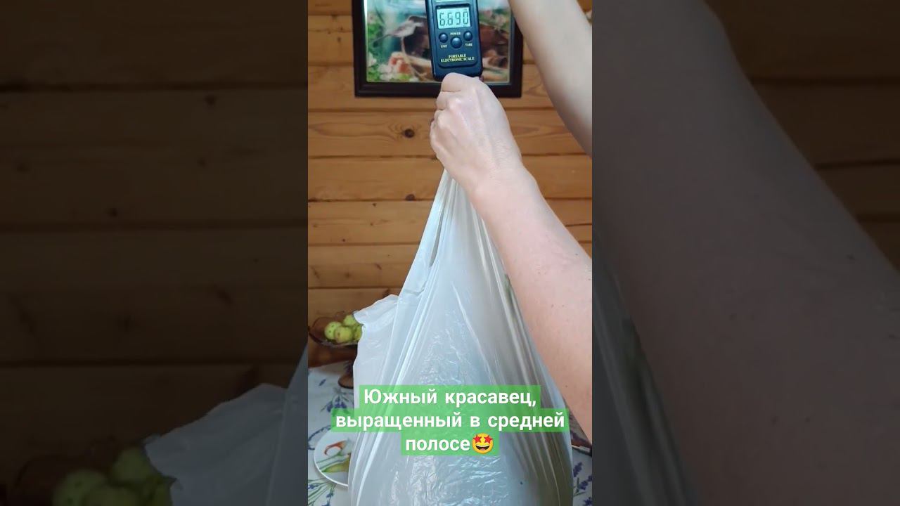 Южный красавец, выращенный в средней полосе Сорт 