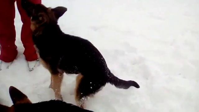 Щенки немецкой овчарки 4 месяца 15.02.2019 1 смотреть онлайн