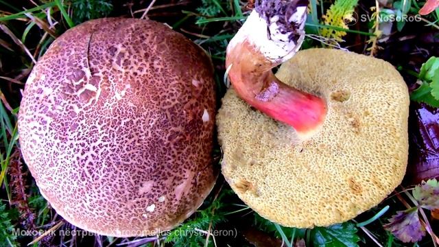 Моховик пёстрый (Xerocomellus chrysenteron) смотреть онлайн