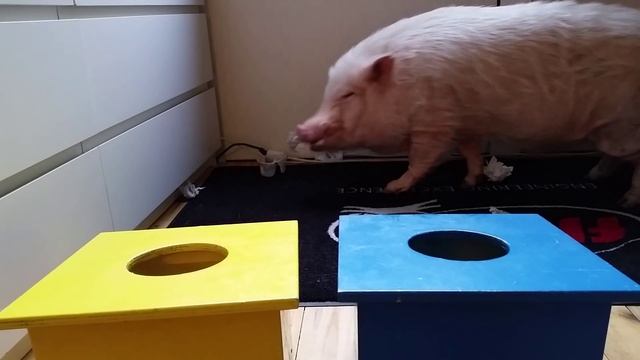 Animals want Your Attention - Smarty´s Recycling Game смотреть онлайн