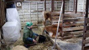 ОТЁЛ  КОРОВЫ ОТ НАЧАЛА ДО КОНЦА // КТО РОДИЛСЯ У УМКИ ?