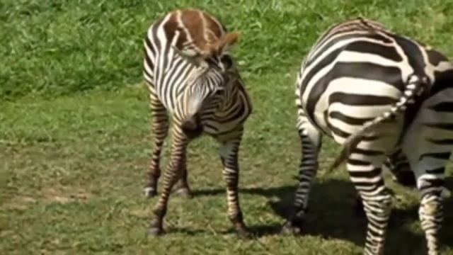 Finding couple animals drop small blue tup | play with Baby dolls смотреть онлайн