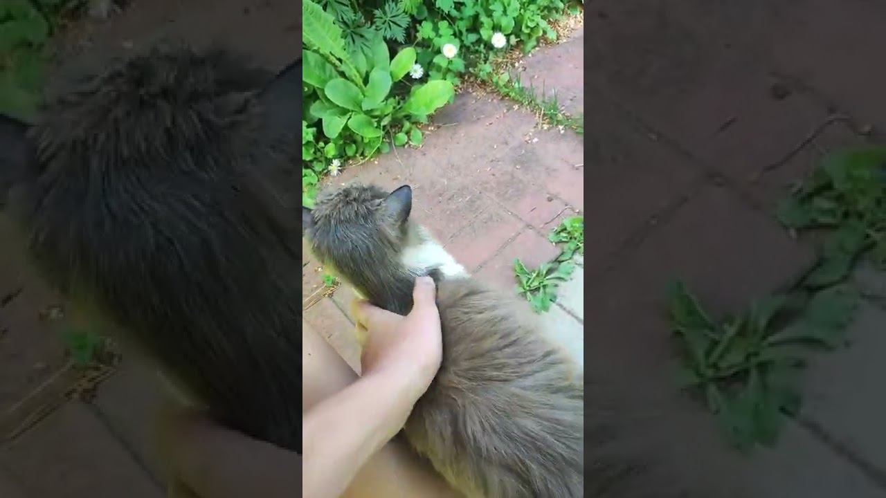 кот любит ласку и муркать!! смотреть онлайн