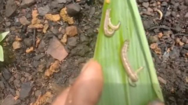 Vaimim eichhetu pangang thah nan sahbawn tui #worm #plants #mizo #mizoram смотреть онлайн
