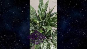 Спатифиллум Даймонд Вариегата