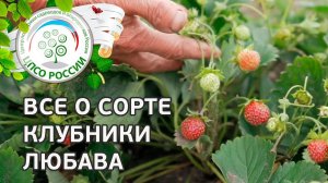 Сорт клубники Любава.  Описание сорта ремонтантной земляники Любава от автора сорта.