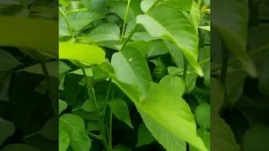 Грецкий орех сорт Левина