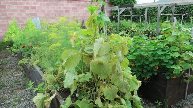 СЕВЕРНАЯ ОСЕТИЯ. ВЛАДИКАВКАЗ. СОЛОМЕННЫЙ ДОМ И МЕСТНАЯ СЕМЬЯ.