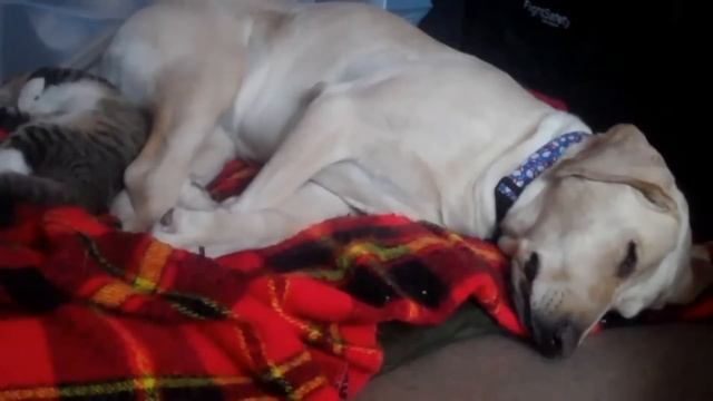 Кошки и собаки лучшие друзья. Подборка Топ 7 смотреть онлайн