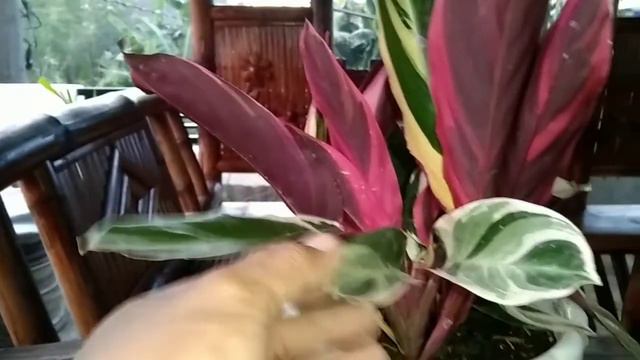 KINDS OF PLANT/STRESS RELIEVER/FLEXING смотреть онлайн