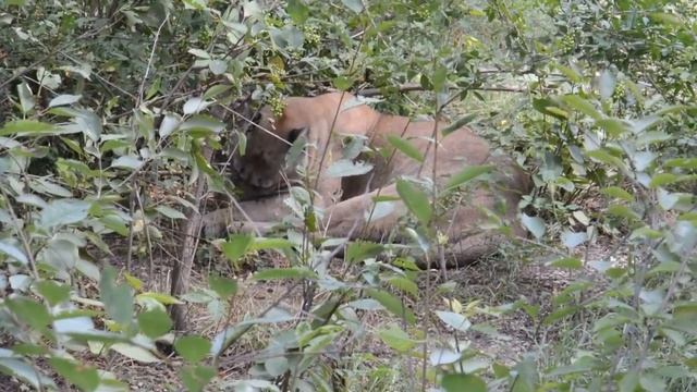 Олег Зубков: про пуму в городе смотреть онлайн