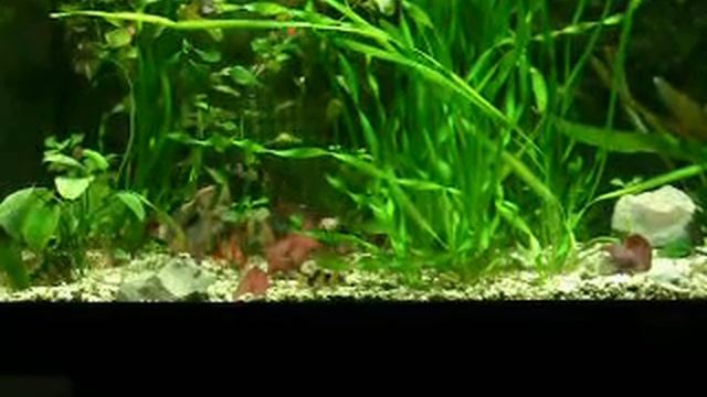 боции-клоуны кормление.AVI смотреть онлайн