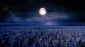 Футаж Бесплатно Поле Небо Облака Луна Ночь ✦ FOOTAGE FREE Field Sky Clouds Moon Night