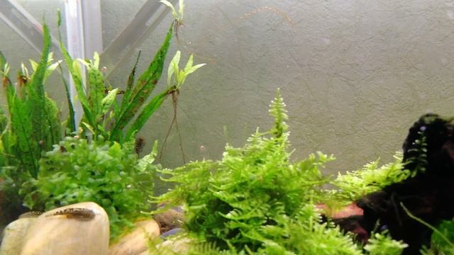 МОХ СТРИНГ смотреть онлайн