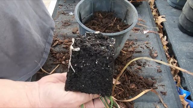 Propagate Liriope By Divison Update смотреть онлайн