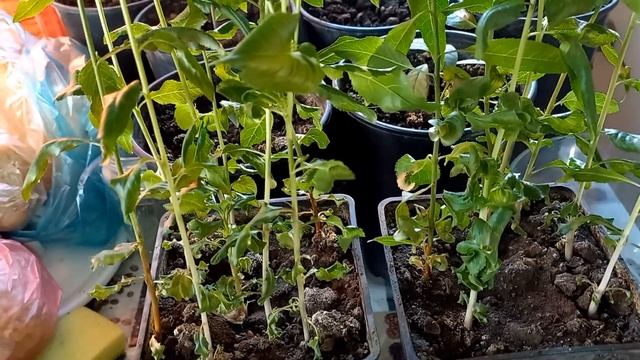 Как вырастить миндаль из косточки смотреть онлайн