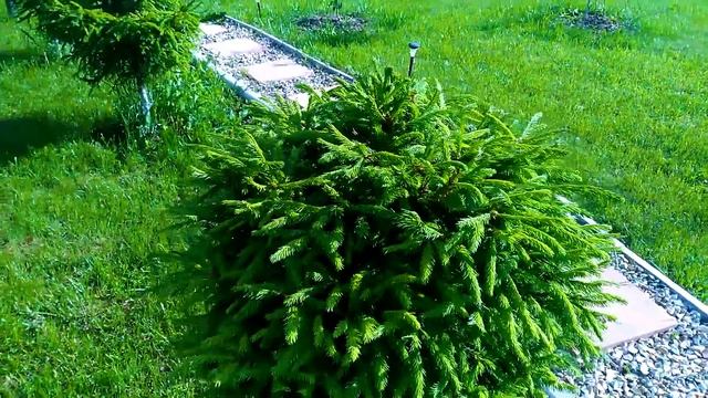 ЕЛОЧКИ/ОБРЕЗКА И ФОРМИРОВАНИЕ ШАРОВ смотреть онлайн