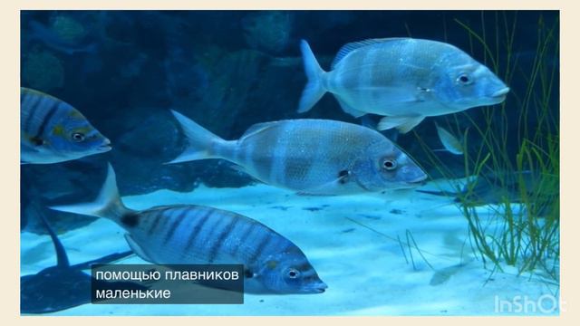 Видеоурок для учеников 2го класса. Тема: «Имя существительное»