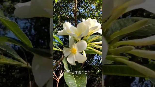 Плюмерия или Франжипани. Plumeria or Lelawadee. смотреть онлайн