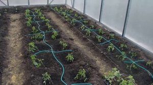 Лучший Капельный Полив Из Бочки