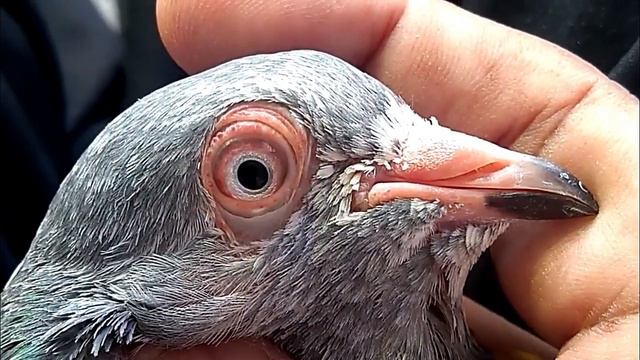 Pigeons, Eye Signs, Ferozpuri Pigeons Teddy and Kamangar Kabootar смотреть онлайн