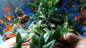 Комнатные растения -  колумнея. Такие разные и красивые.???