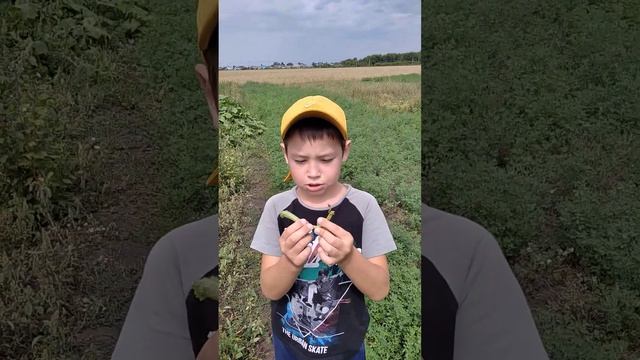 Снимаем арбузы ау продюсер и чарльстон грей смотреть онлайн