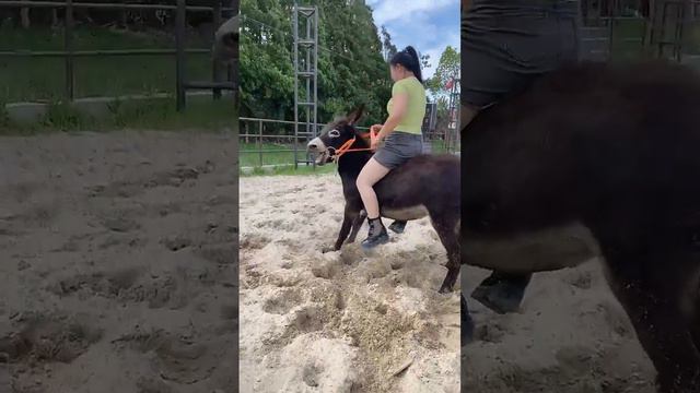 horse love 33 смотреть онлайн