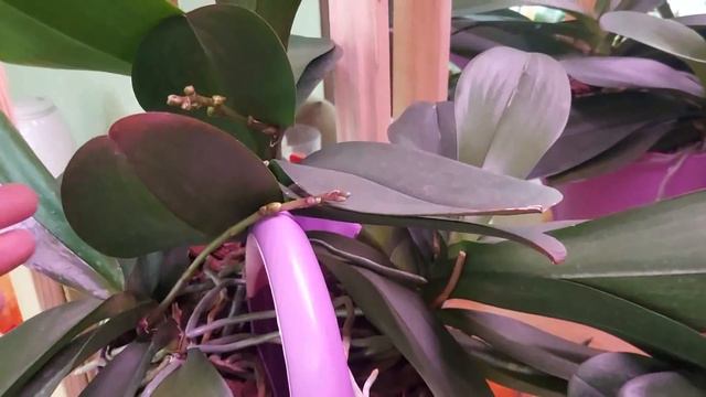 Орхо-новости! Мои новости! смотреть онлайн