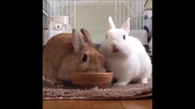 Лучшие Видео недели! #101 смотреть онлайн