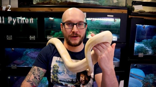 Top 5 BEST Pet Pythons | Big Snakes, Great Pets! смотреть онлайн
