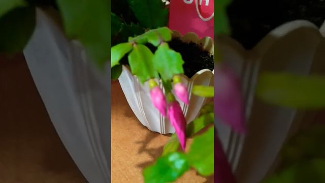 Декабрист!🌺 #цветы #дом  #красиво