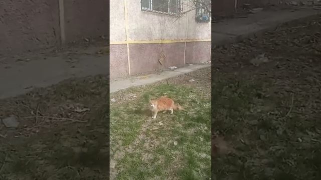 Кошечка полосатая куда-то пропала. смотреть онлайн