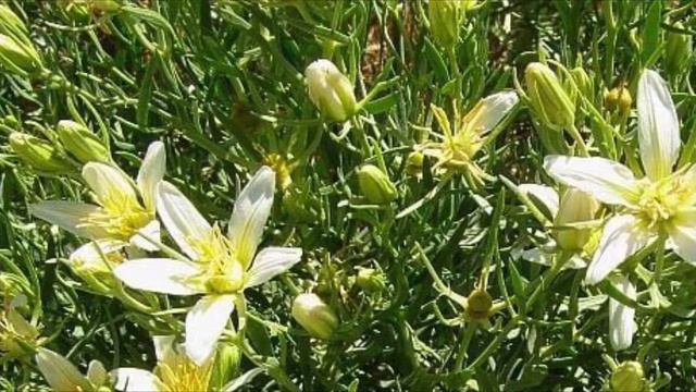 ЯДОВИТОЕ РАСТЕНИЕ ! / ОСТОРОЖНО ! / ГАРМАЛА - ЯДОВИТОЕ РАСТЕНИЕ ! / смотреть онлайн