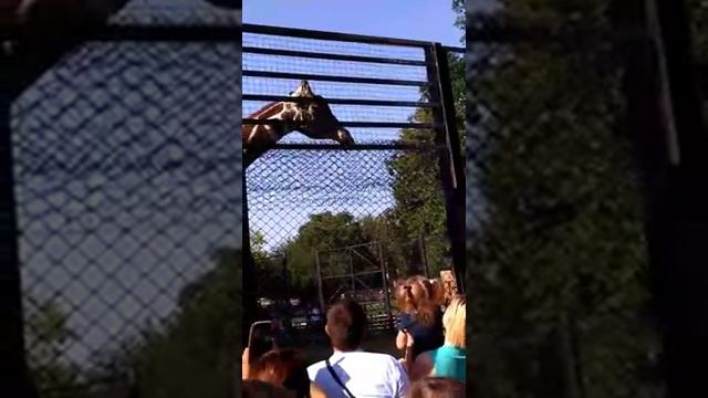 Московский зоопарк 2018 смотреть онлайн