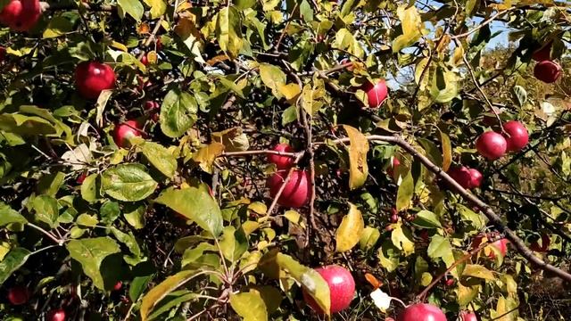 23 сентября-день ПЕТРА и ПАВЛА.Именины рябины.Что нужно делать.Народные приметы смотреть онлайн