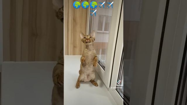 девочка, доступна!!! Порода Девон Рекс!!! смотреть онлайн