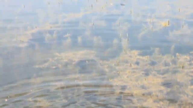 Утки Озеро Дербышки MVI 9736 июль 2014 смотреть онлайн