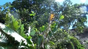 Как растёт авокадо на самом деле, что мы едим))