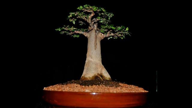 Top 20 Best Trees For Bonsai: All You Need To Know! - BAOBAB #2 смотреть онлайн