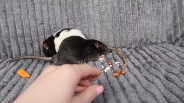 Декоративные крысы Рикки и Тикки и хомяк Степан смотреть онлайн