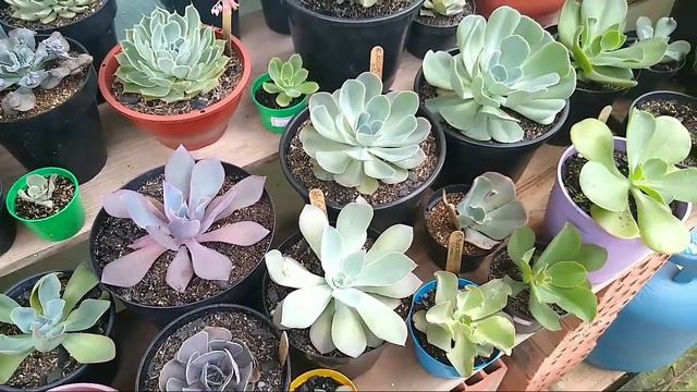 😱😱 PRIMEIRO ÁLBUM DE VENDAS DO ANO | MUDAS ÚNICAS E RARAS | REGRAS DO ALBUM / Paraíso da Suculenta смотреть онлайн