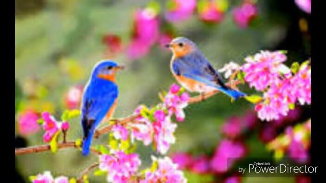 Спаси природу и животных смотреть онлайн