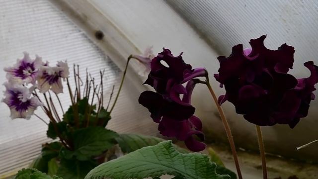 Стрептокарпусы Диметрис 4 декабря 2016г смотреть онлайн