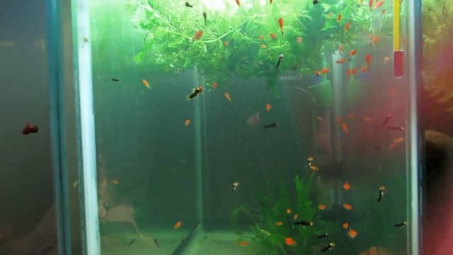 На разводне небольшие перестановки, новые "жильцы"..."сюрпризы" от Криптокорин.) смотреть онлайн