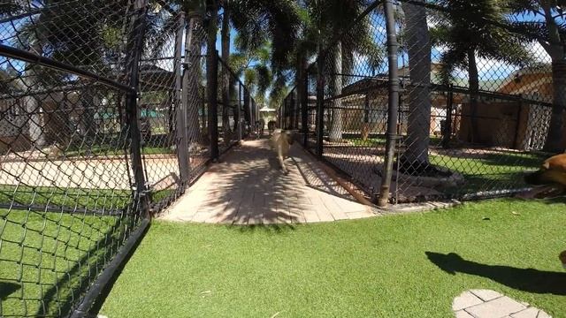 Playing In The Field at Country Inn Pet Resort and Animal Hospital смотреть онлайн