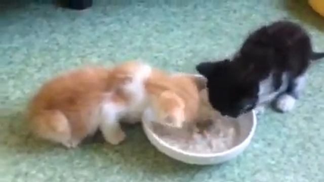 Котята и мама собака смотреть онлайн