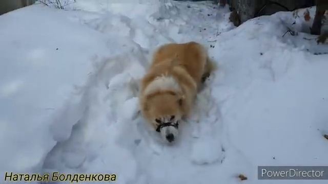 Замучилось с обоями》Секрет сочной скумбрии》 Шаги вместо плавания смотреть онлайн